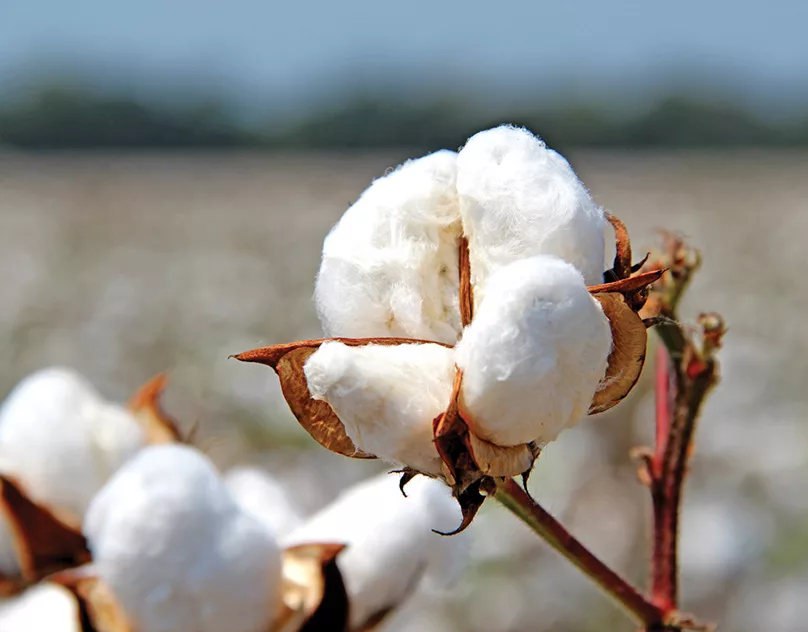 Turkish Slut Womans 63 arsivizm gallery