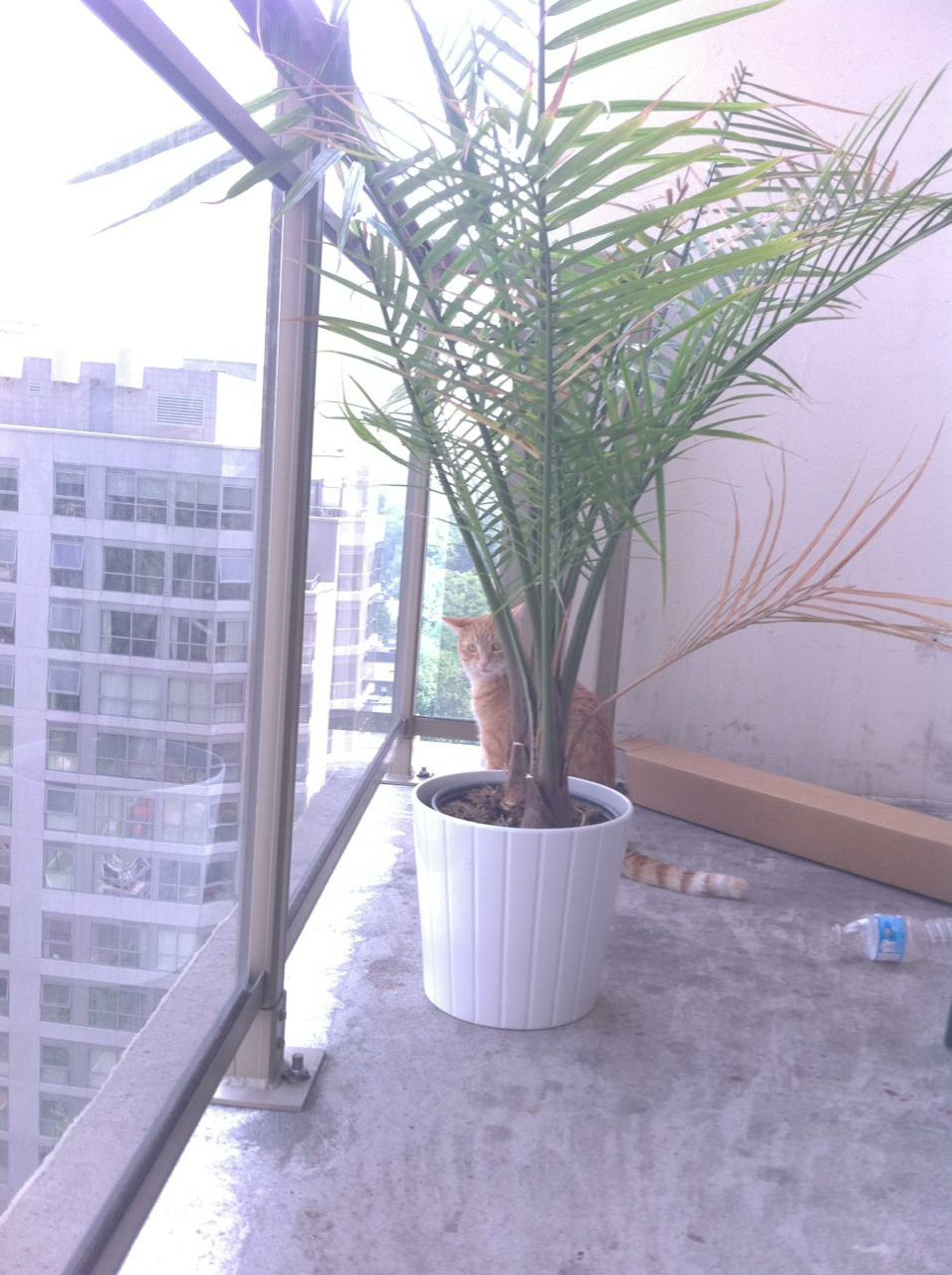 The Equivalent of Ginger