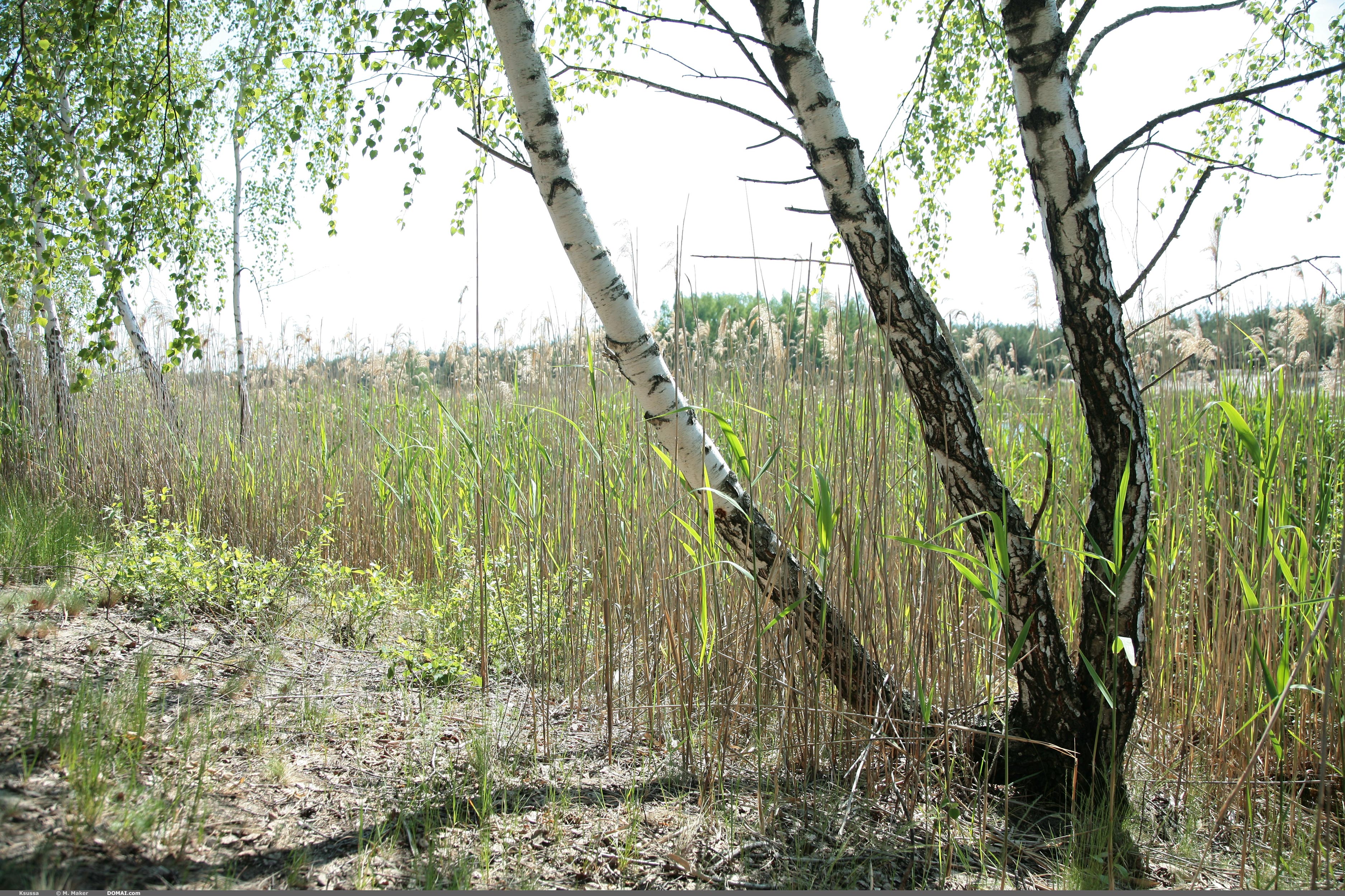 2013-05-02 [Domai] Ksussa - Set 4 - Ksucha B