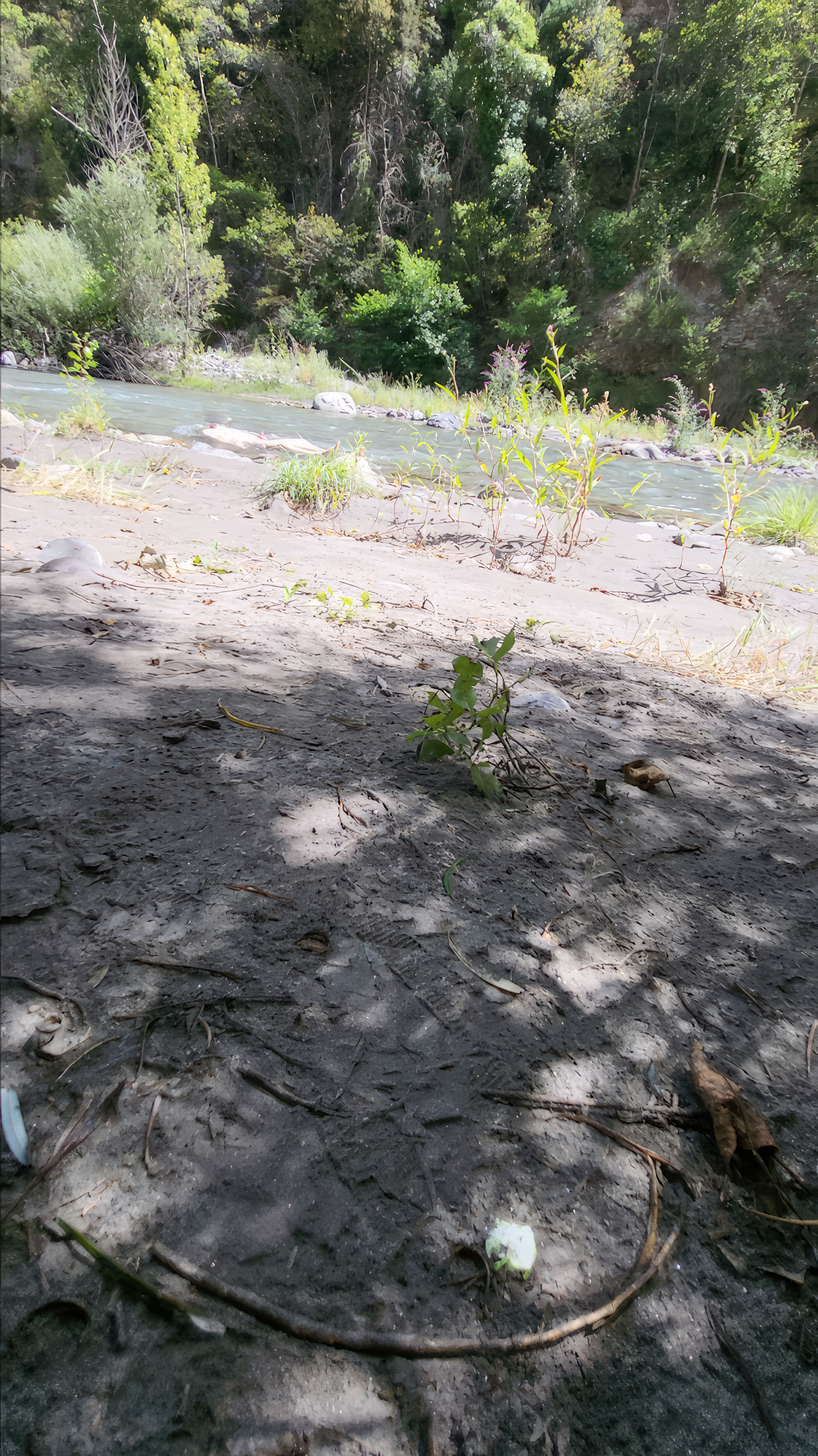 Bathing in the creek