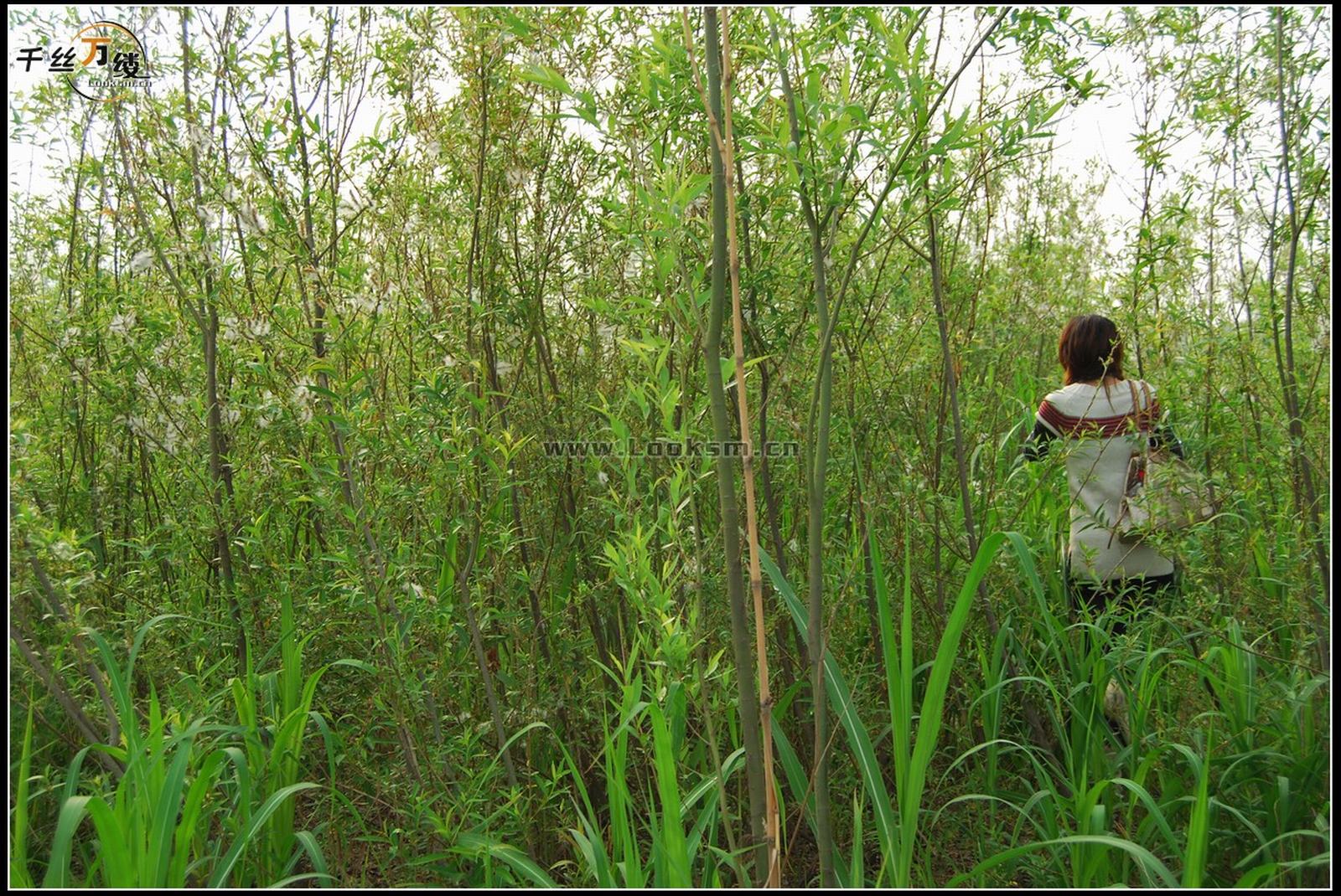 Chinese Rope Model 232