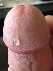 Pre cum licking  and delicious stinking smegma cocks