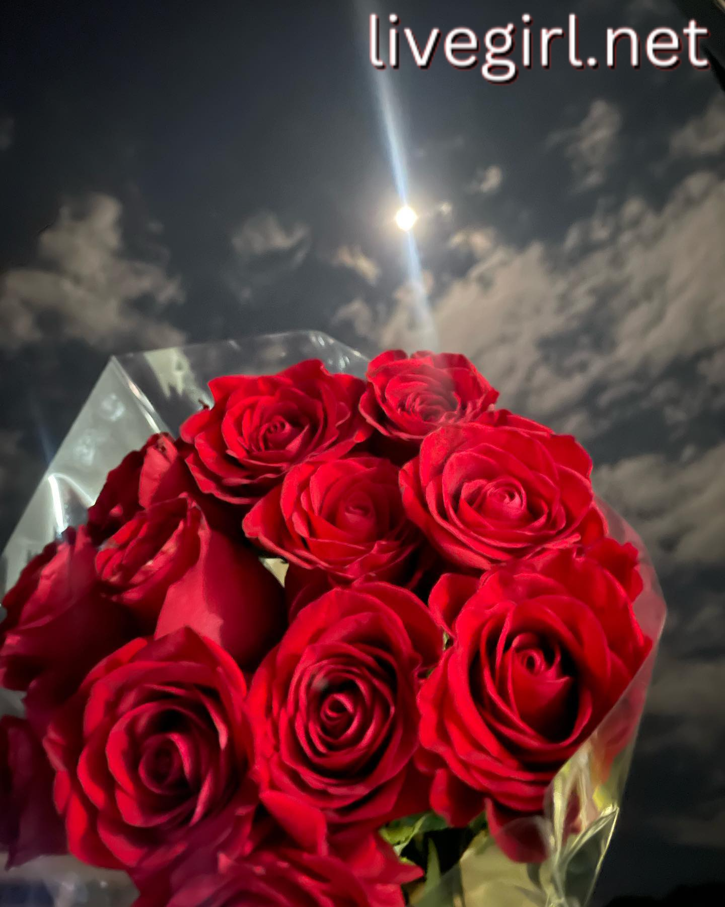 Collection - paulinasantos1