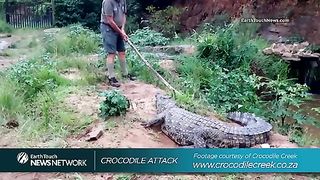 Alligator Free Porn Videos (6) - Shooshtime