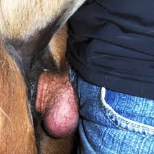 Horse Licking Pussy